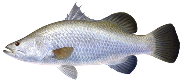 Bhetki fish
