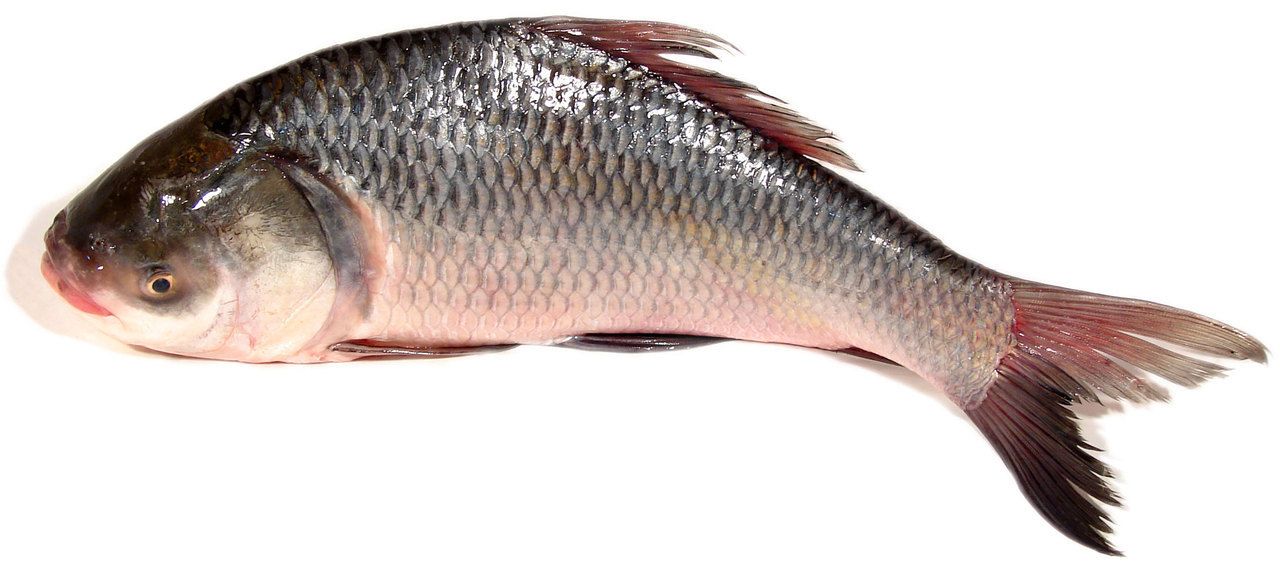katla fish